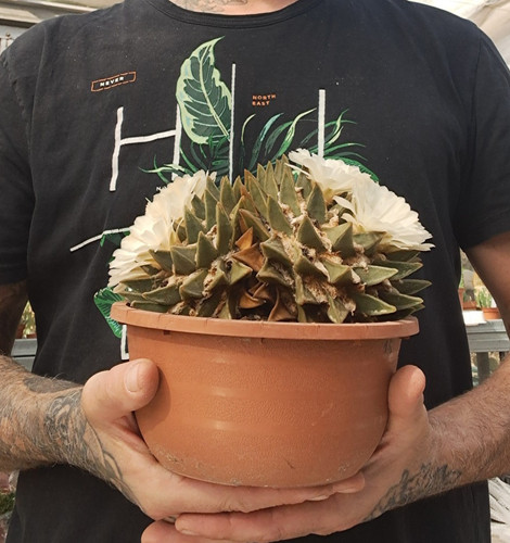 Ariocarpus retusus - , f