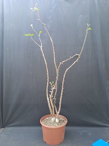 Jatropha dioica - , (usa,