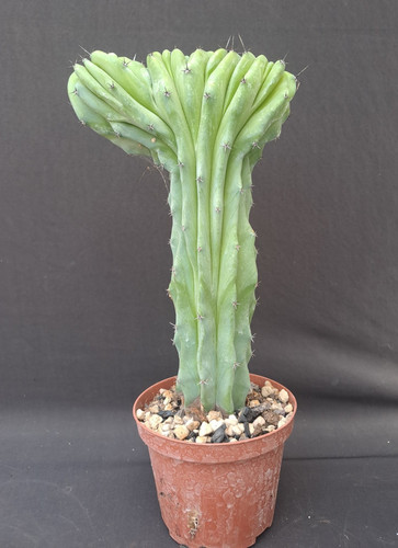 Myrtillocactus geometrizans