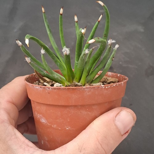 Agave albopilosa - , (mexico)