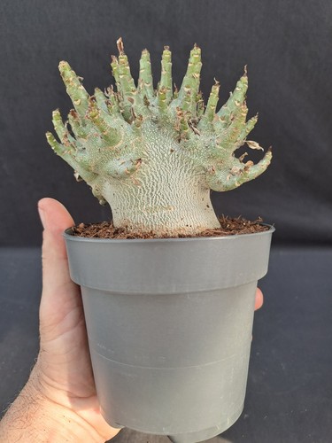 Adenium arabicum baobab - adenium,