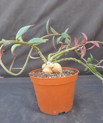 Monadenium rubellum euphorbia - monadenium,