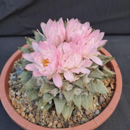 Ariocarpus retusus - , f