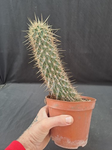 Machaecereus eruca