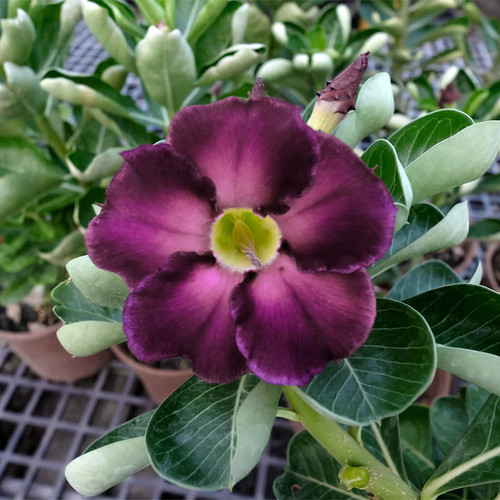 Adenium obesum ebay - adenium,