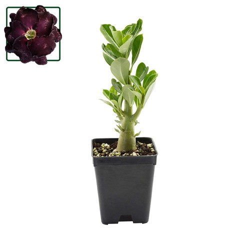 Adenium obesum ebay 109 - adenium,