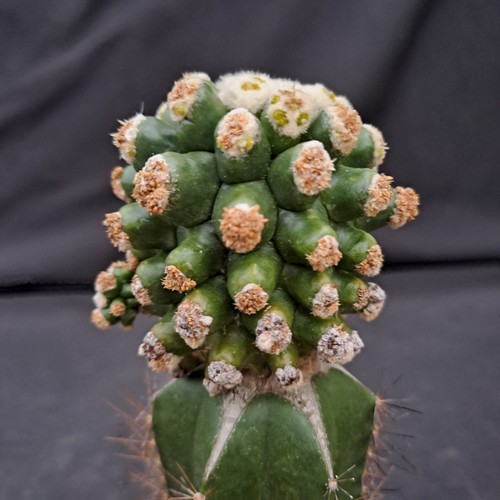 Echinocactus grusonii - , f