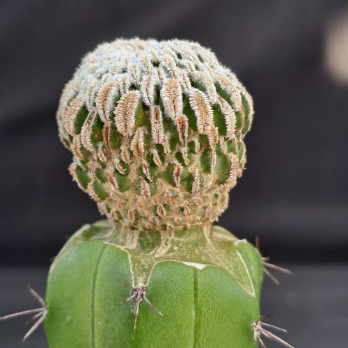 Pelecyphora aselliformis - , cv