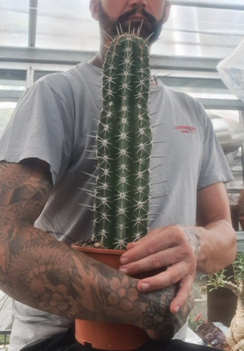 Pachycereus pecten aboriginum - pachycereus, pecten-aboriginum