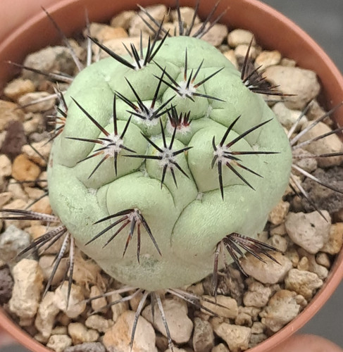 Ortegocactus macdougallii