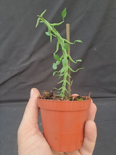 Ceropegia simonae s - ceropegia, (s