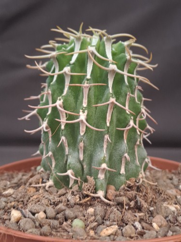 Euphorbia columnaris caudex