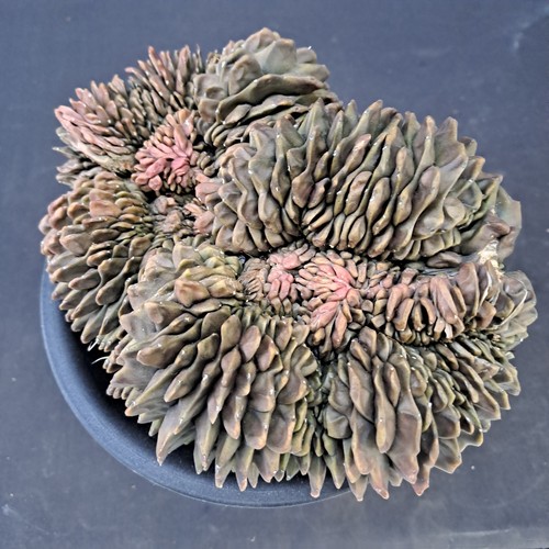 Gymnocalycium mihanovichii - , f