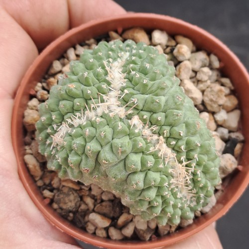 Strombocactus disciformis - , f