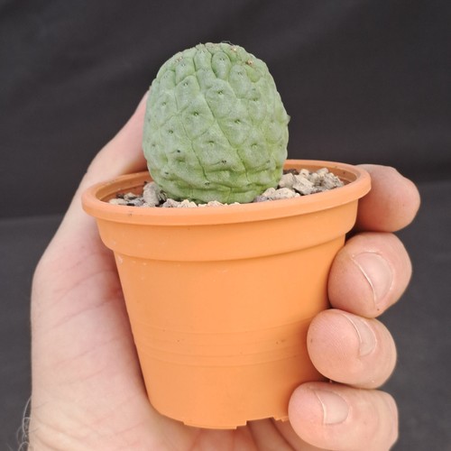 Trichocaulon cactiforme