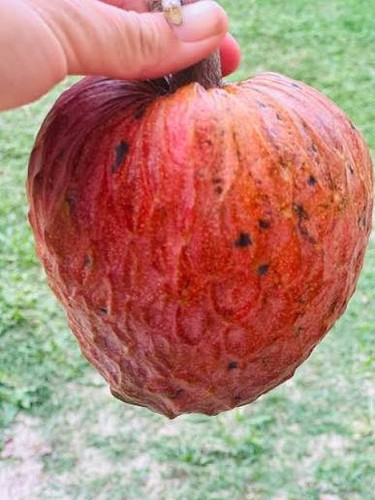 200 semi annona reticulata - semi,