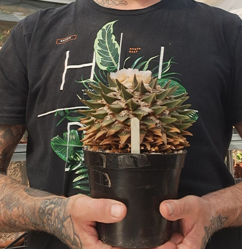 Ariocarpus retusus - , (mex.)