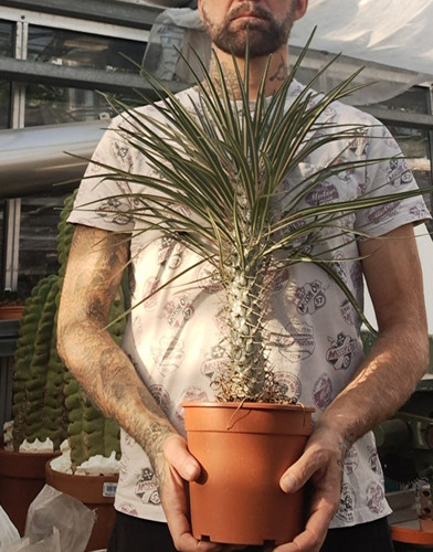 Pachypodium geayi caudex
