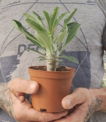 Pachypodium saundersii s - saundersii, (s