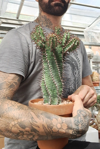 Euphorbia virosa - (s., africa)