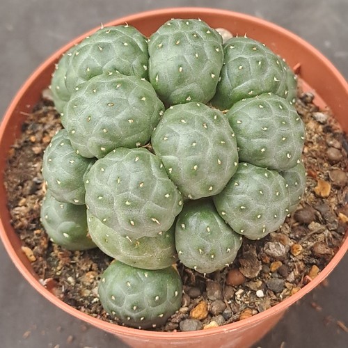 Puna bonniae inermis - puna,