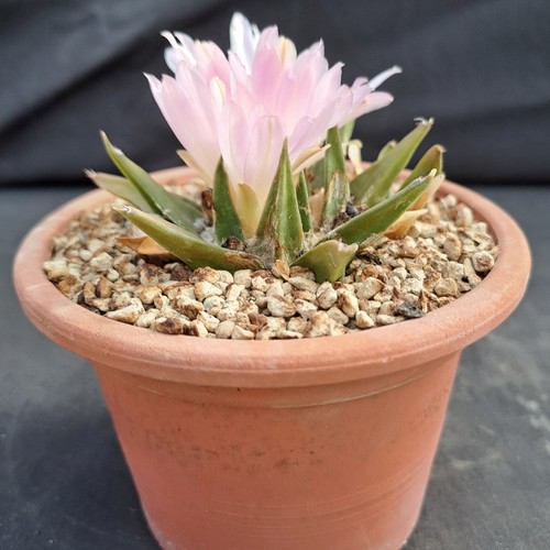Ariocarpus confusus - , (mexico)