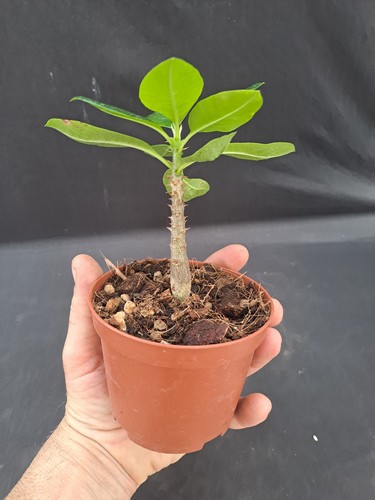 Pachypodium baronii - , f